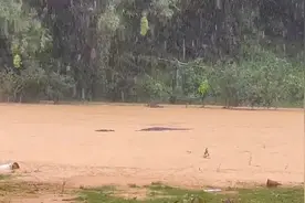 中山暴雨致一养殖场鳄鱼出逃 目前4条“越狱”鳄鱼已全部抓回视频封面