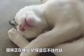 猫咪正在睡觉，下一秒伸出舌头舔了一下，直接被酸到怀疑喵生！视频封面