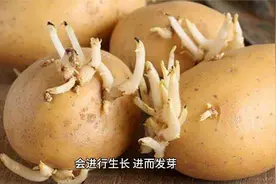 土豆发芽能吃吗？别再被误导，真相在这里！视频封面
