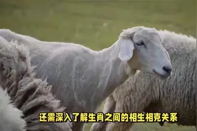 生肖兔的最佳伴侣：揭秘最互补、最合三观的生肖，恩爱幸福视频封面