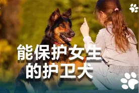 女生想养护卫犬？这3种狗非常合适！视频封面