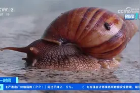 广西南宁：雨后出现“巨型蜗牛” 千万别摸别吃视频封面
