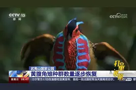 武夷山国家公园：黄腹角雉种群数量逐步恢复