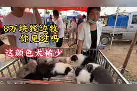 8万块钱的边牧长啥样，咱们一见分晓，这颜色活了半辈子第一次见视频封面