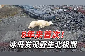 8年来首次！冰岛发现野生北极熊，被当地警察当场射杀