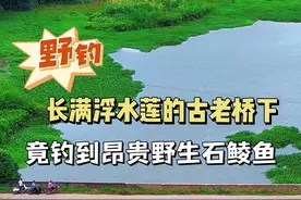 长满浮水莲的古老桥下，竟钓到昂贵野生石鲮鱼，还得是隔夜窝给力 #隔夜窝  #老坛维它米  #钓鱼王地狱猫  #中逵达人推广计划  @中逵创始人  #原来钓鱼才是抖音运动顶流 视频封面