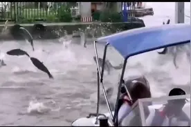 地震前兆？闷热缺氧？云南地震局回应滇池大面积鱼群“跳龙门”视频封面