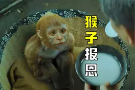 男人养了一只猴子当亲儿子，没想到却改变了全家的命运视频封面