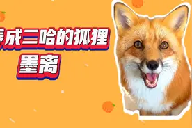 全网唯一一只被养成二哈的宠物狐狸~墨离视频封面