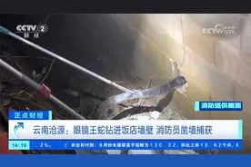 云南沧源：眼镜王蛇钻进饭店墙壁 消防员凿墙捕获视频封面