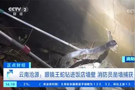 云南沧源：眼镜王蛇钻进饭店墙壁 消防员凿墙捕获视频封面