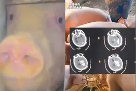 黑龙江男子喂猪发病晕倒，外生殖器被家猪啃食全无，多科协作抢救视频封面