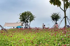 实拍武汉府河梧桐雨公园，周末露营户外遛娃好去处视频封面