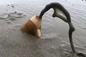 快来看蛏子如何打洞，噗的一下水瞬间喷出来，太有趣了