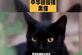 中华田园猫之黑猫视频封面