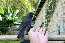 小八哥20天大正式离巢，它们晚上还会回鸟窝吗？