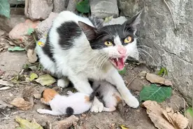 这只好斗的猫妈妈，已经失去了一只小猫，还极力阻止我们的帮助！视频封面