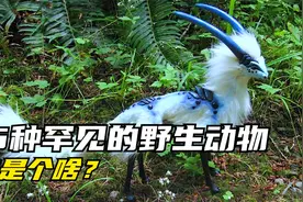15种罕见的野生动物，只要你见过哪怕一种，球球就认输了！视频封面
