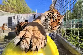 38度太热了！600斤东北虎伸着爪子，在大大的水池里咔咔一顿挖！视频封面