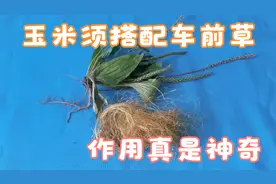 车前草搭配玉米须，作用太神奇了，解决很多人的困扰，省好几千元