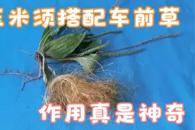 车前草搭配玉米须，作用太神奇了，解决很多人的困扰，省好几千元视频封面