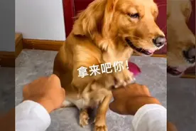 金毛犬智商能高到何种程度，吃了知了后令人想笑