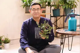 金枝玉叶怎么养？园艺师教你，金枝玉叶的详细养护技巧视频封面