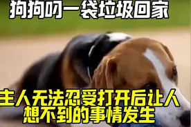 狗狗叼一袋垃圾回家，主人无法忍受，打开后让人想不到的事情发生视频封面
