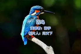 《囚鸟》是十一郎作词，张宇作曲，屠颖编曲，彭羚演唱的歌曲