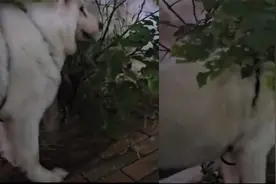 狗子给10只母狗配种后狂吃草，主人拽不走内心起疑，查品种不淡定视频封面