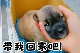 公园散步捡到一只刚满月的小奶狗，装在纸箱扔到角落里，不停叫唤