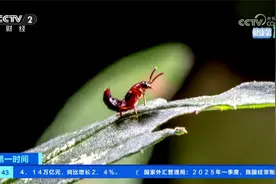 “飞行的硫酸”！隐翅虫进入活跃期 医生提醒遇见千万请勿拍打视频封面