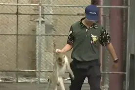 泰国华富里猴子泛滥影响交通居民搬离城区 当地扛枪架网满街抓猴