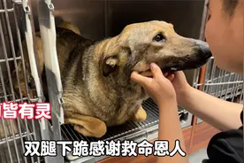 被主人遗弃的狗狗即将手术，双腿下跪感谢救命恩人，看完让人泪目视频封面