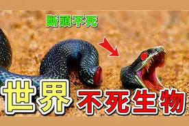 世界上十种“不死生物”，蟑螂排第十，第一名能永生视频封面