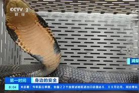 长三米有剧毒！云南玉溪：眼镜王蛇藏身民居库房 消防员快速捕捉视频封面