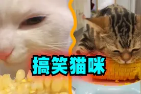 爆笑解说：原来猫也爱吃玉米！视频封面