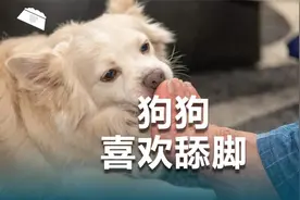 狗狗爱舔脚，你有想过为什么吗？视频封面