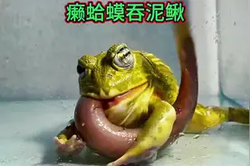 癞蛤蟆吞泥鳅，万万想不到啊，癞蛤蟆也这么猛