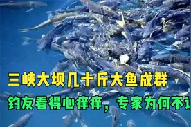 三峡大坝几十斤大鱼成群，钓友看得心痒痒，专家为何不让钓？视频封面