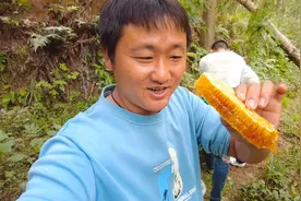 实拍深山养蜂人取蜜全过程，现场吃蜂巢蜜过瘾，一口气吃一斤蜂蜜视频封面