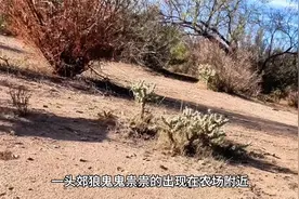 郊狼野猫偷吃山羊，农场主蹲守数日成功缉拿