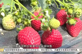 河源连平：15万斤草莓上市 急待扩宽销路视频封面