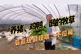 菊苣做牧草养殖，喂猪、鸡鸭鹅适口性好，种一次收割6~8年以上视频封面