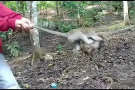 印尼的传统斗猴节目，俗称甩猴，太搞笑了视频封面