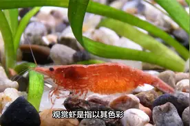 321. 十大好养的观赏虾种类，观赏虾哪个品种好养？