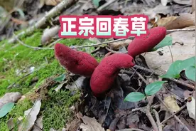 揭秘贵州深山里的神奇回春草：男性朋友的煲汤神器，你家乡有吗？视频封面