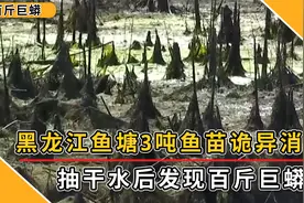 黑龙江鱼塘3吨鱼苗凭空消失，为抓真凶抽干水塘，却惊现百斤巨蟒视频封面