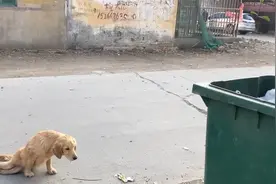 後肢癱瘓的_忠犬八公__重金治療8個月時間_看到狗狗蛻變想哭视频封面