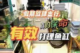 放假回家，外出旅游，鱼咋办？5个保命方法分享